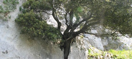 arbol roca